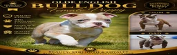 Old Tyme Bulldog dogs for sale: 23 YEARS, EXPERIENCE, 5 STAR RATED, LICENSED - Advert 5