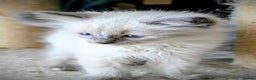 Ragdoll cats for sale: Gorgeous Blue Point Male Ragdoll  - Advert 7