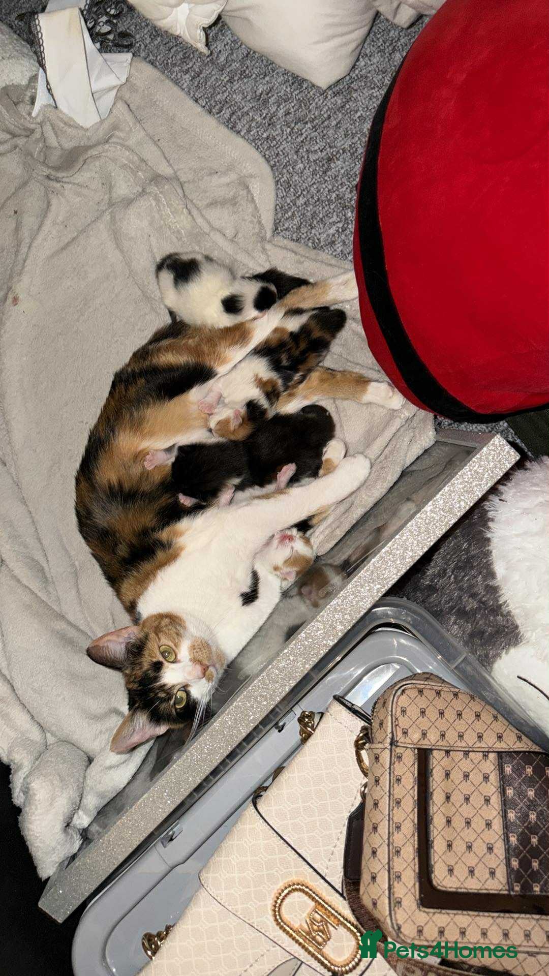 Mixed Breed cats 4 Stunning kittens  - Advert 2