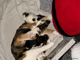 Mixed Breed cats 4 Stunning kittens - Advert 15