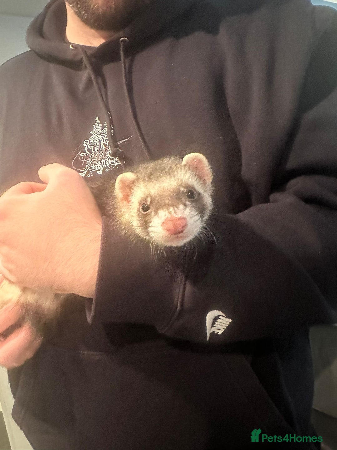 Ferret rodents for sale: 2 Hobs - Image 2
