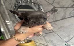 French Bulldog dogs for sale: French bulldog puppies 3 boys 2 girls  - Image 4