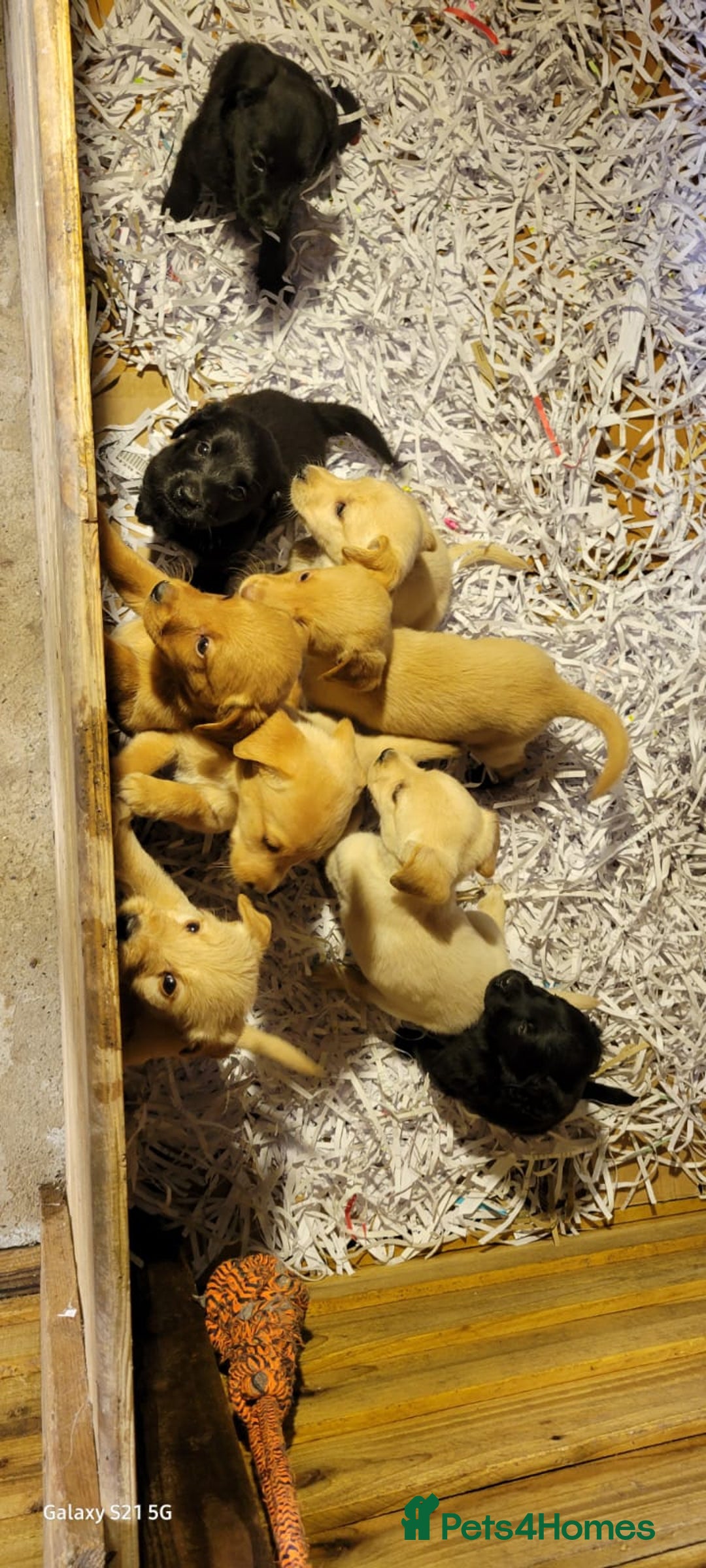 Labradoodle dogs for sale: F1b labradoodle,  back cross to a labrador - Image 18