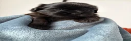 Shih Tzu dogs for sale: Shih Tzu Puppies for Sale – 4 Puppies Available 🐶 - Advert 15