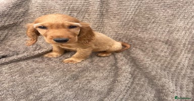 Cocker Spaniel dogs - Advert 9