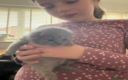 British Shorthair cats for sale: Gccf blue British shorthairs *ready November* - Image 5
