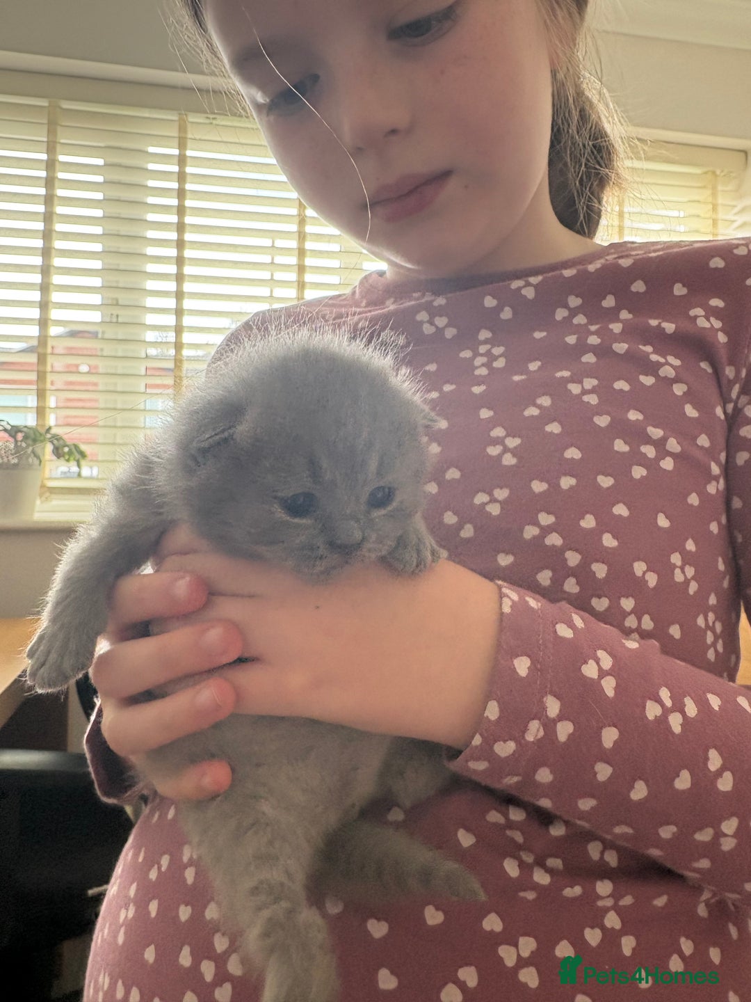 British Shorthair cats for sale: Gccf blue British shorthairs *ready November* - Image 5