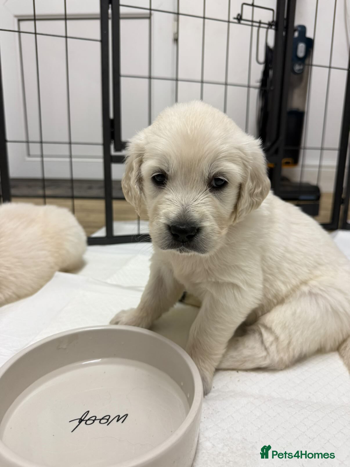 Golden Retriever dogs Golden Retrievers Seeking Forever Homes - Advert 2
