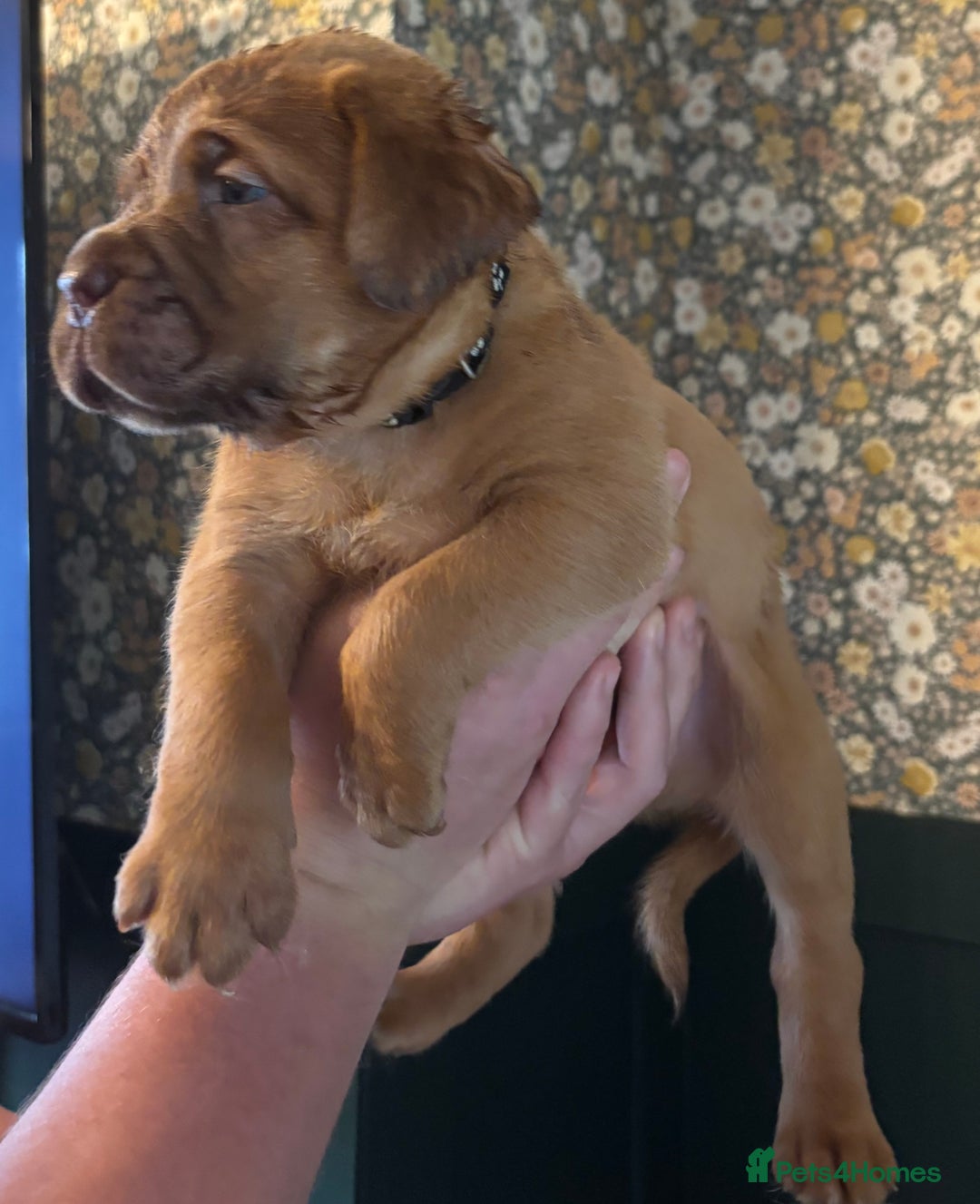 Dogue De Bordeaux dogs for sale: 6 stunning chunky Douge de Bordeux pups - Image 5