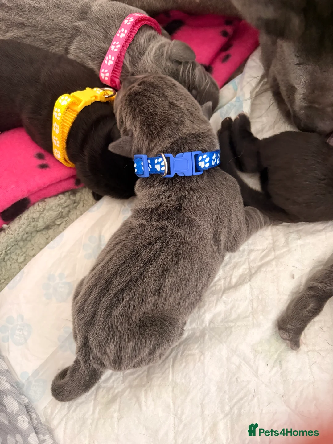 Cane Corso dogs for sale: 4 cane corso puppies for sale  in Sunderland - Advert 7