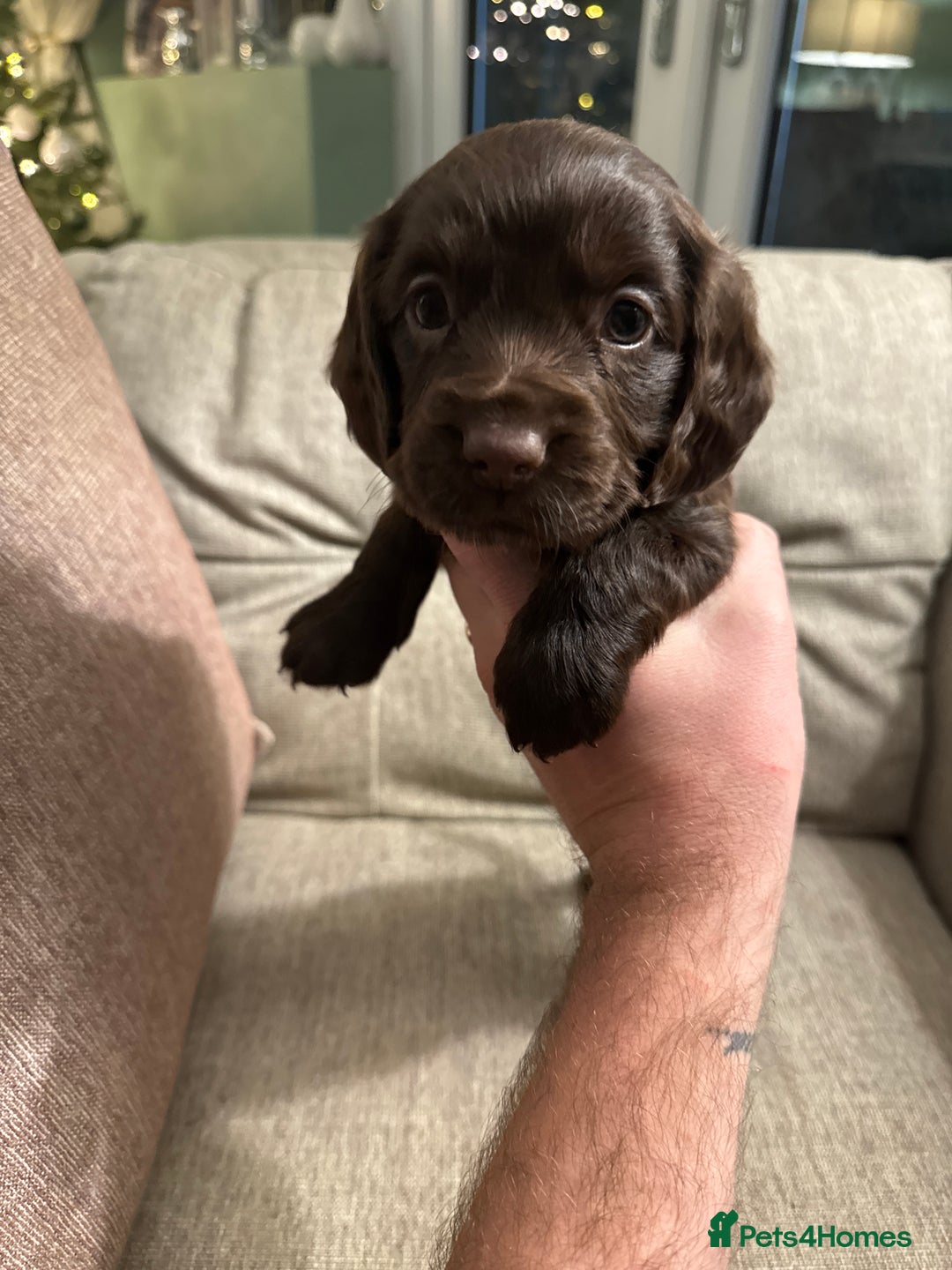 Cocker Spaniel dogs for sale: Litter of Cocker Spaniels ready for New Year - Advert 29