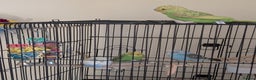 Budgerigars birds for sale: Parakeets  - Advert 5