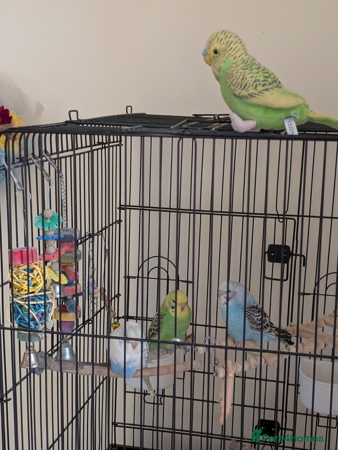 Budgerigars birds for sale: Parakeets  - Advert 5