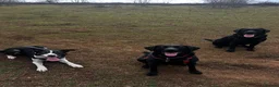 Border Collie dogs for sale: Rex in need of a new family  - Advert 10