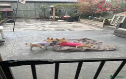 Chihuahua dogs for sale: Smooth coat make chihuahua brothers - Image 2