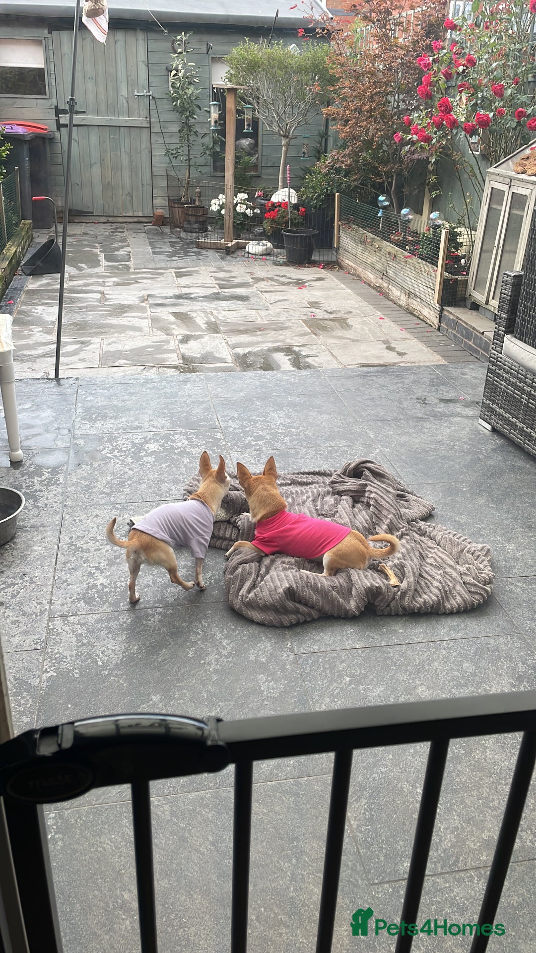 Chihuahua dogs for sale: Smooth coat make chihuahua brothers - Image 2