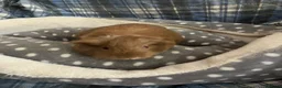 Guinea Pig rodents for sale: Lots of lovely baby boy - Advert 9