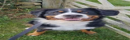 Bernese Mountain Dog dogs for sale: KC Bernese Mountain Dog pups home with mum & dad - Advert 4