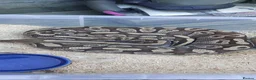 Python Snake reptiles for sale: Mixed royal python  - Advert 4