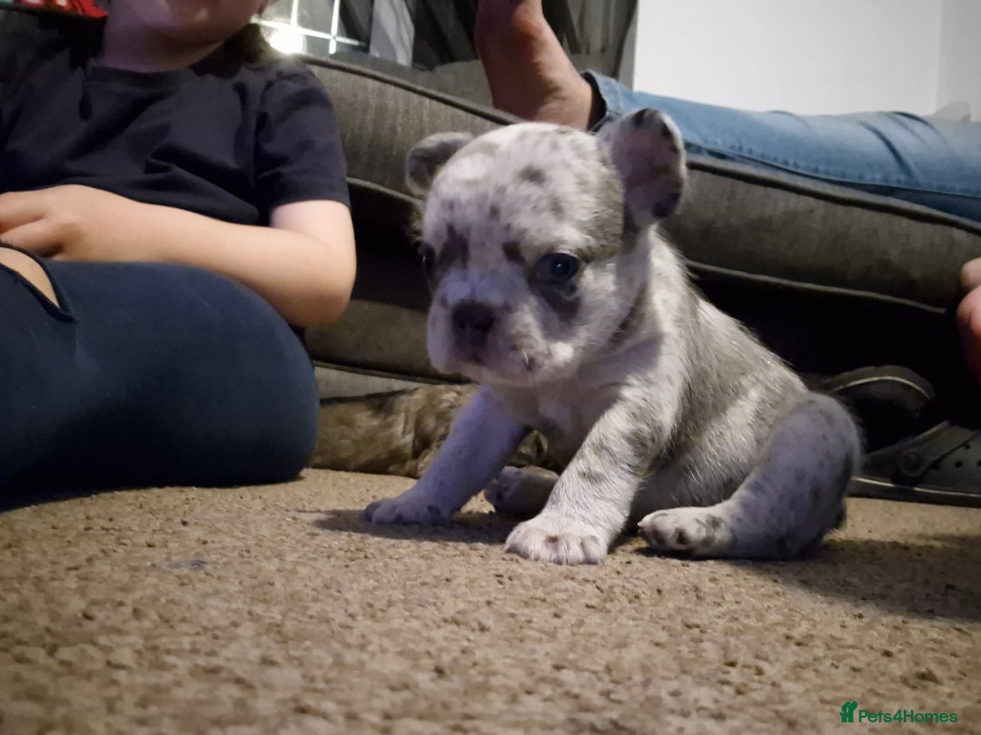 French Bulldog dogs for sale: 3 female french bulldogs - Advert 23