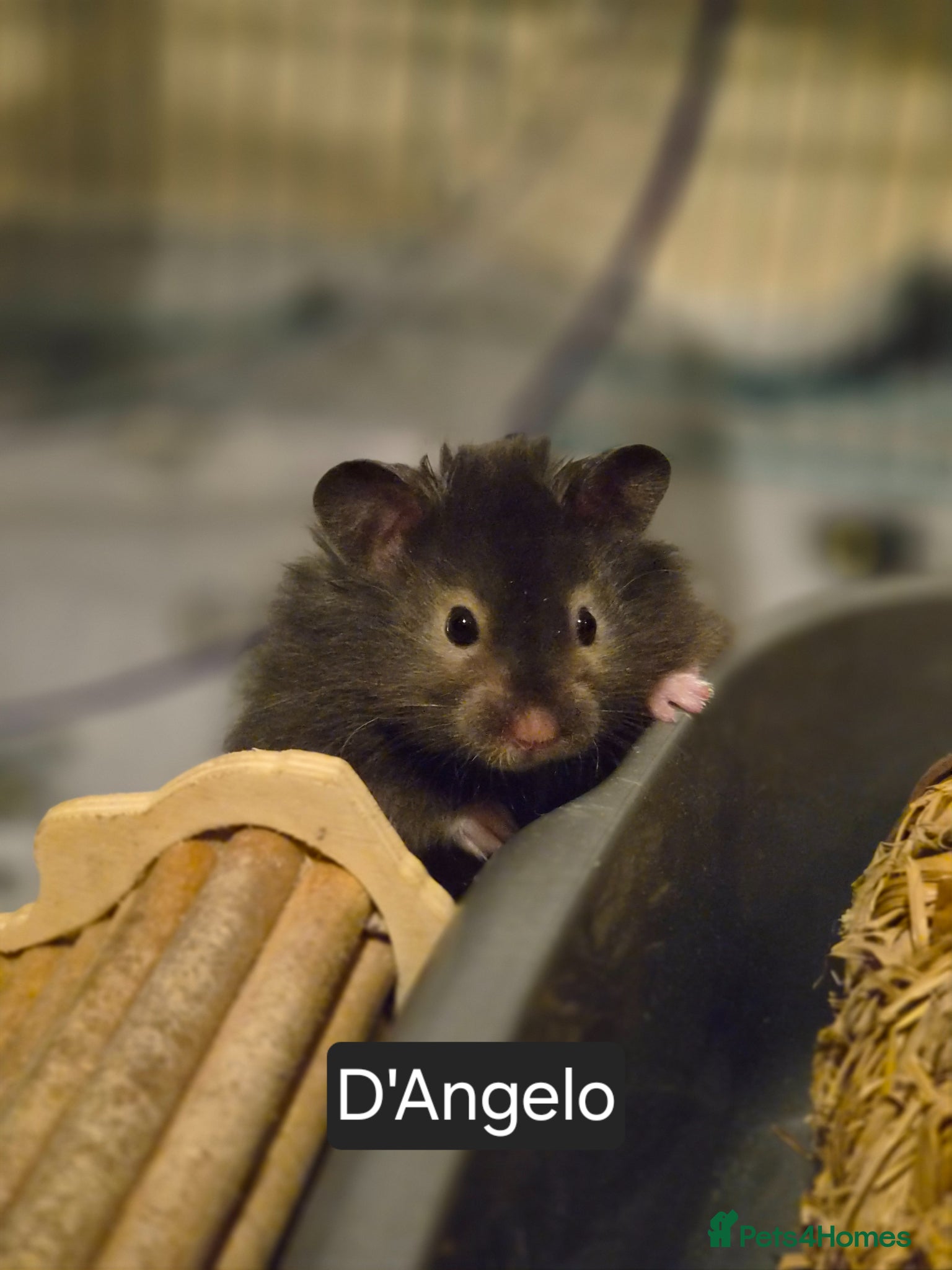 Hamster rodents Male Long Haired Pedigree Syrian Hamster Pups  - Advert 1