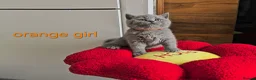 British Shorthair cats for sale: British Shorthair kitten - Advert 6
