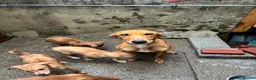 Lurcher dogs for sale: 7 week old lurcher puppies - Advert 5