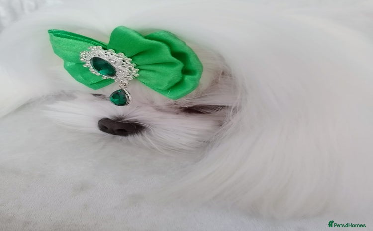 Maltese dogs - Advert 1