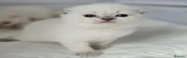 Scottish Fold 1