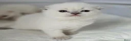 Scottish Fold cats for sale: Stunning Scottish Fold Kittens in Newtownabbey - Advert 2