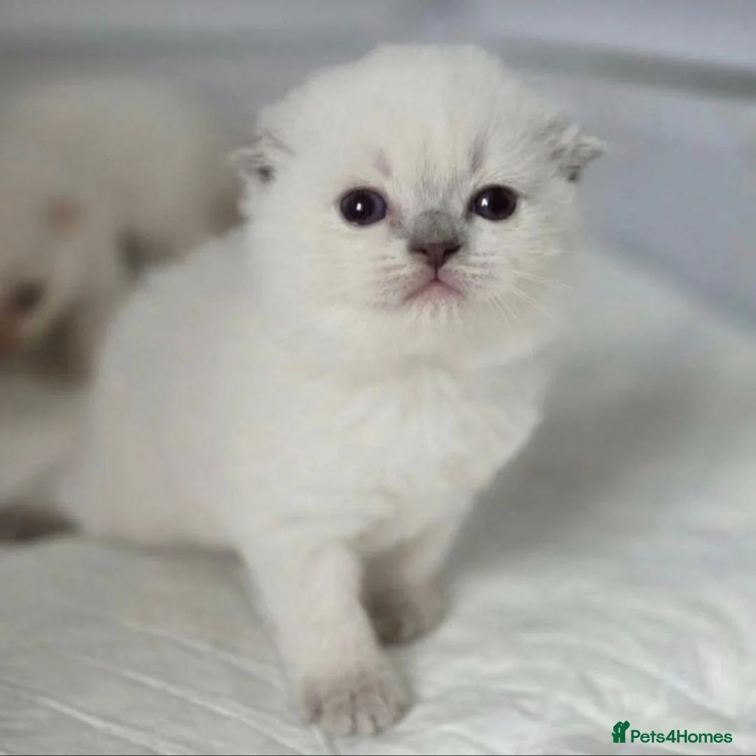 Scottish Fold cats for sale: Stunning Scottish Fold Kittens in Newtownabbey - Advert 2