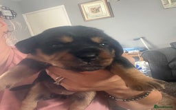 Mixed Breed dogs for sale: Beautiful dachshund/jug x terrier - Image 22