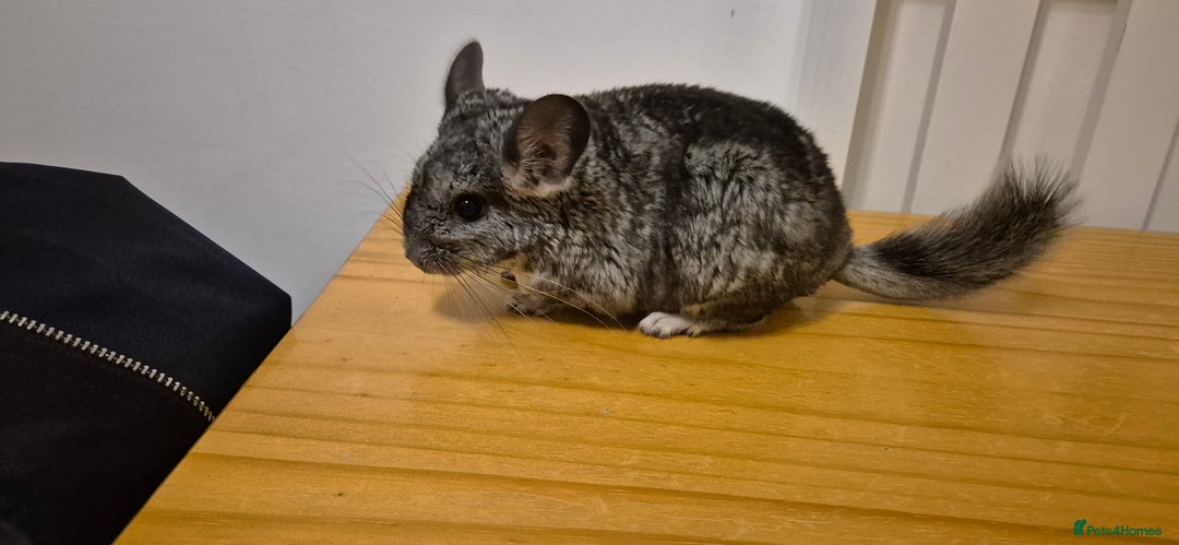 Chinchilla rodents for sale: Baby Chinchilla Kit - Manchester area - Advert 1