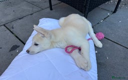 Akita dogs for sale: Beautiful Akita girl puppy for sale  - Image 14