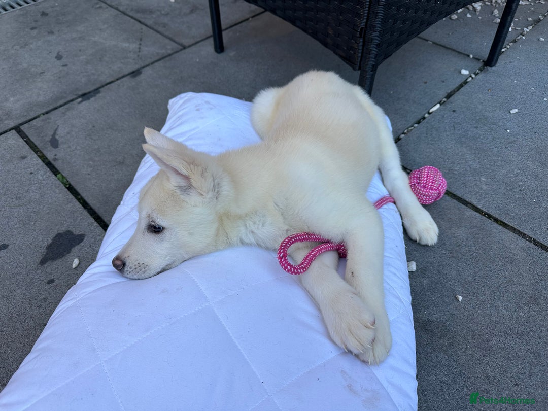 Akita dogs for sale: Beautiful Akita girl puppy for sale  - Image 14