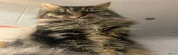 Mixed Breed cats for sale: Lovely tabby girl  - Advert 5