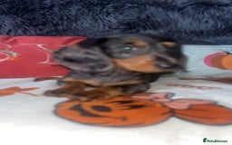 Doxiepoo dogs for sale: House trained READY NOW FOR THERE FOREVER HOMES ❤️ - Image 19