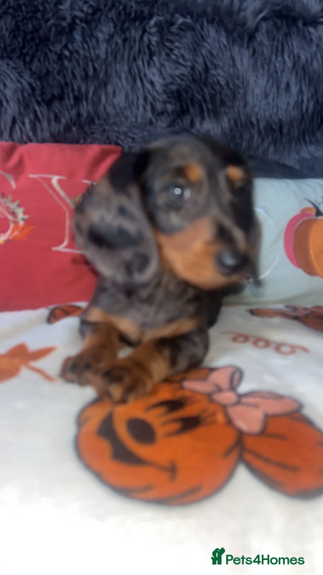 Doxiepoo dogs for sale: House trained READY NOW FOR THERE FOREVER HOMES ❤️ - Image 19