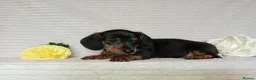 Miniature Dachshund dogs for sale: Rare brindle coat beautiful mini smooth dachshunds - Advert 7
