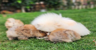 Pomeranian dogs - Advert 4