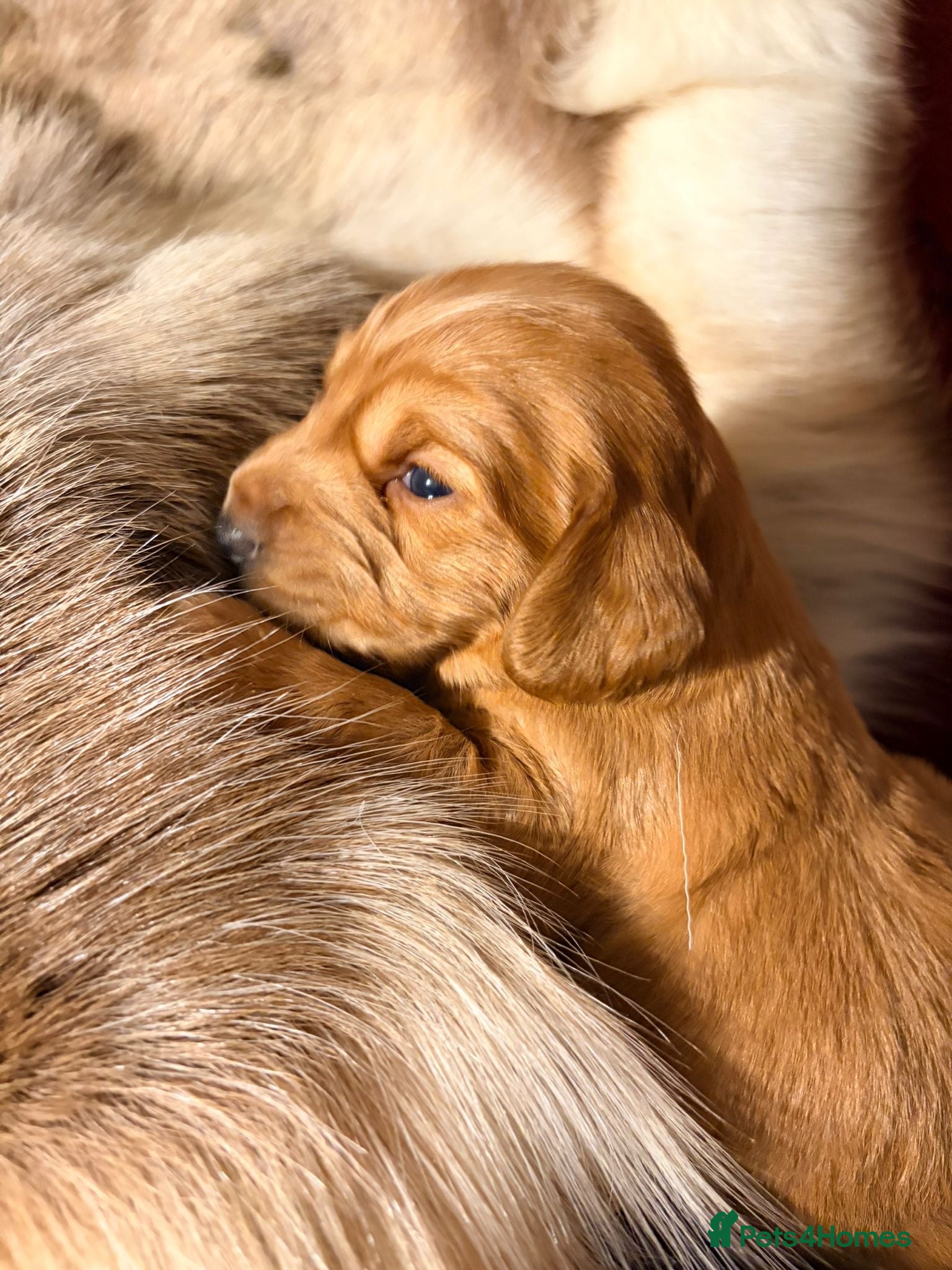 Cocker Spaniel dogs ✨ Working Cocker Spaniel pups, ready 7th March ✨ - Advert 1