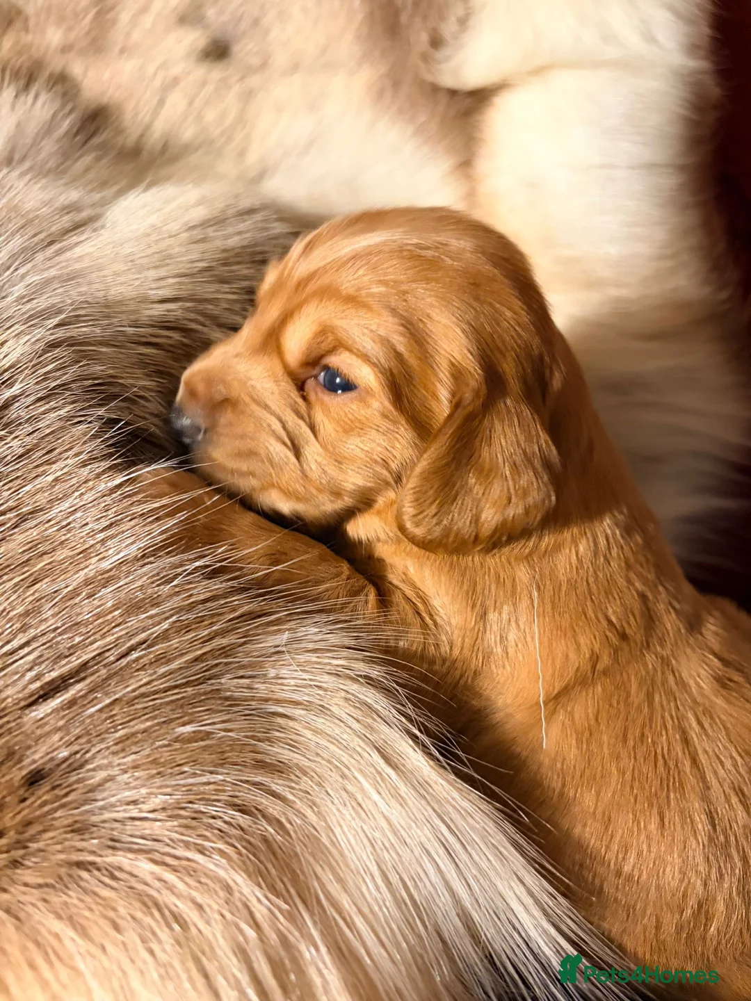 Cocker Spaniel dogs for sale: ✨ Working Cocker Spaniel pups, ready 7th March ✨ - Advert 17