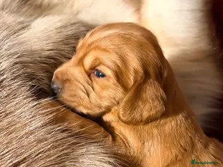 Cocker Spaniel dogs ✨ Working Cocker Spaniel pups, ready 7th March ✨ - Advert 1