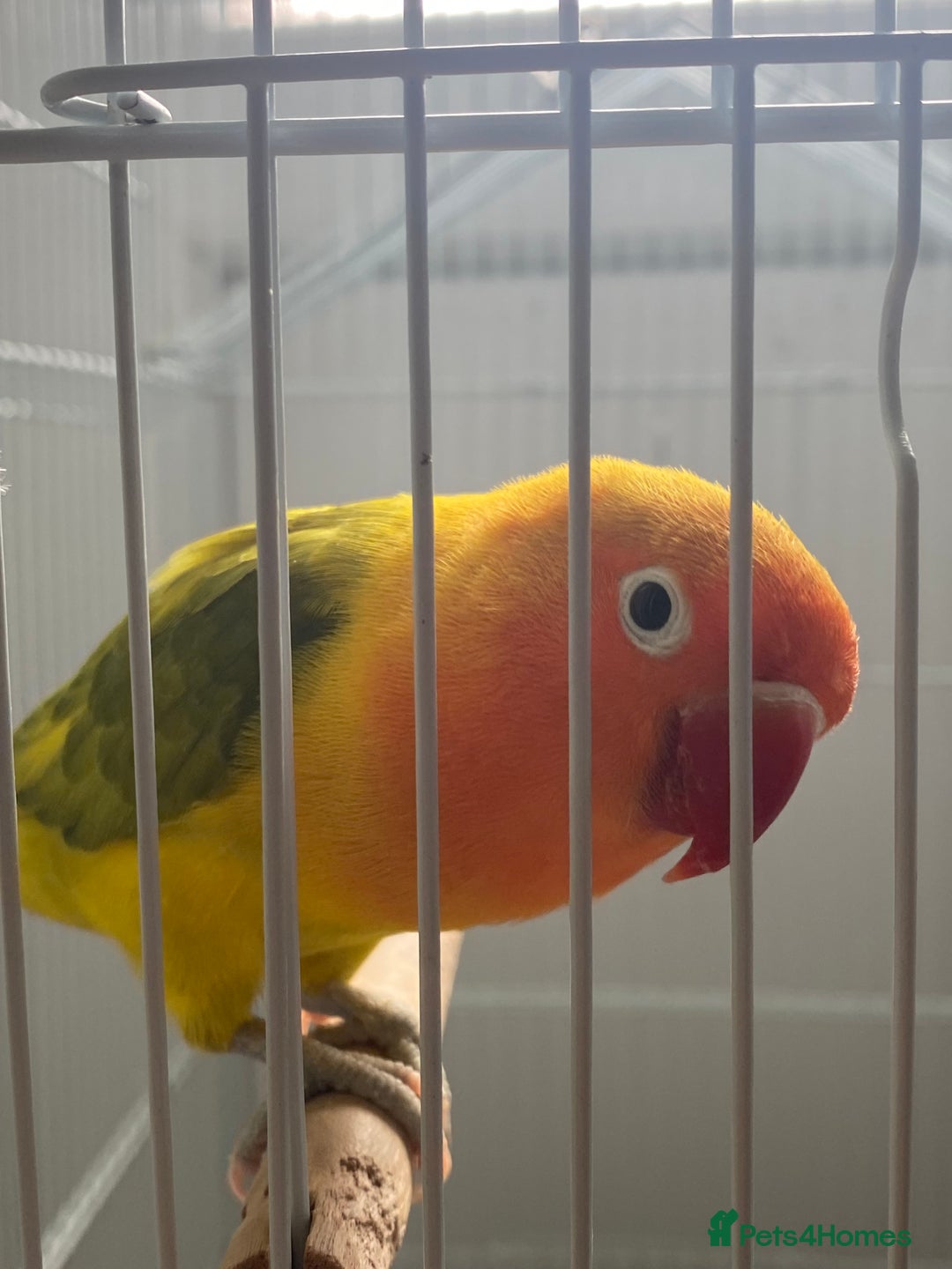 Lovebirds birds for sale: Two Lovely Lovebirds, Shrek and Fiona! - Image 4