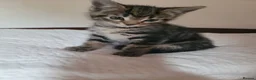 Mixed Breed cats for sale: Urgently Two male kitties looking for new home  in London - Advert 4