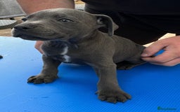 Staffordshire Bull Terrier dogs for sale: Blue staff pups  - Image 27