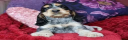 Cocker Spaniel dogs for sale: Extensively Health Tested, Top Quality pedigree  - Advert 8