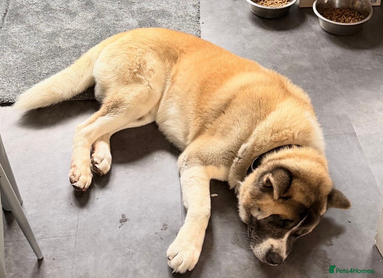 Akita dogs for sale: American Akita  - Advert 14