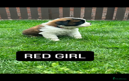 Saint Bernard dogs for sale: Stunning kc Saint Bernard puppies  - Image 6