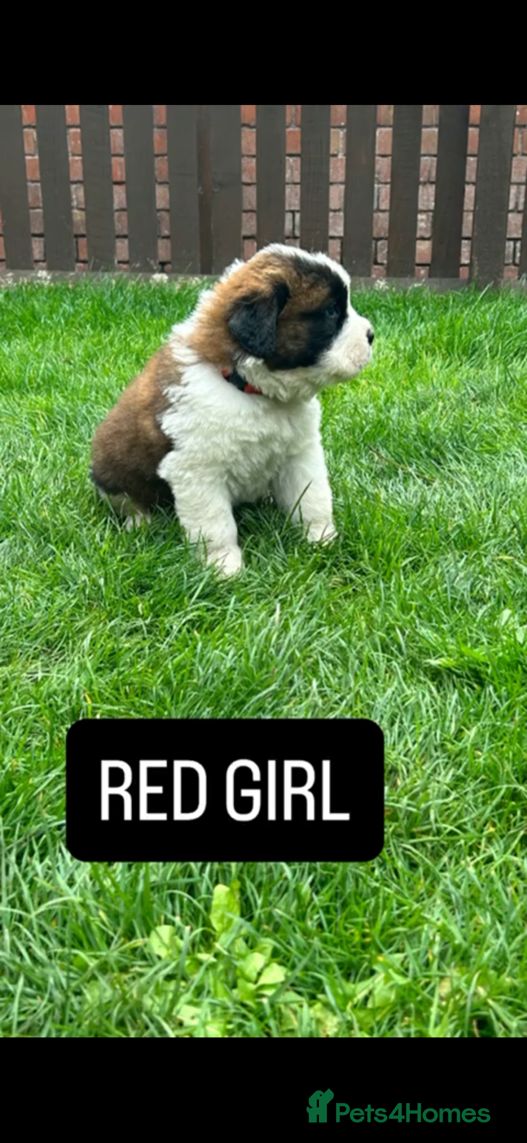 Saint Bernard dogs for sale: Stunning kc Saint Bernard puppies  - Image 6